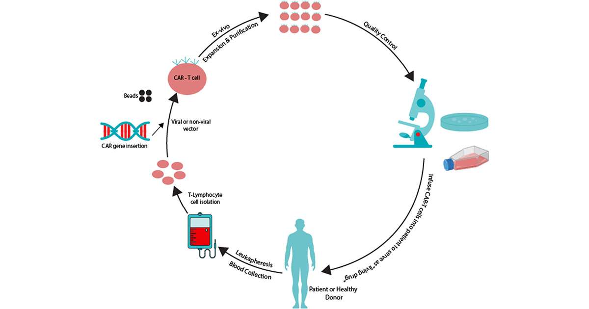 Un estudio identifica proteínas implicadas en la eficacia de la inmunoterapia contra el cáncer de sangre