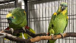 Los veterinarios piden criterios científicos en la regulación de núcleos zoológicos y animales de compañía