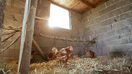 España amplía el confinamiento a todas las granjas avícolas ante el aumento del riesgo de gripe aviar