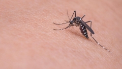 El cambio climático redibuja el mapa de las enfermedades infecciosas y acelera su expansión mundial 