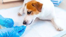 La AEMPS actualiza las advertencias de seguridad del fenobarbital en medicamentos veterinarios