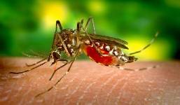 Andalucía aumenta a 67 los casos de virus del Nilo detectados este año